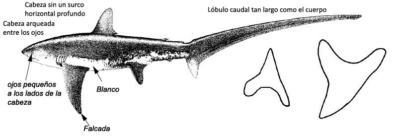 Alopias vulpinus _01.jpg